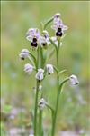 Ophrys tenthredinifera subsp. ficalhoana (J.A.Guim.) M.R.Lowe & D.Tyteca