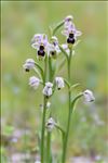 Ophrys tenthredinifera Willd.