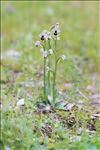 Ophrys tenthredinifera Willd.