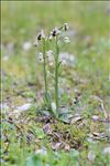 Ophrys tenthredinifera subsp. ficalhoana (J.A.Guim.) M.R.Lowe & D.Tyteca