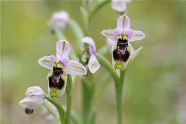 Ophrys tenthredinifera Willd.