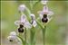 Ophrys tenthredinifera Willd.