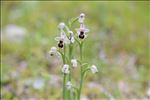 Ophrys tenthredinifera Willd. subsp. tenthredinifera