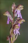 Orchis spitzelii Saut. ex W.D.J.Koch