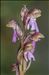 Orchis spitzelii Saut. ex W.D.J.Koch