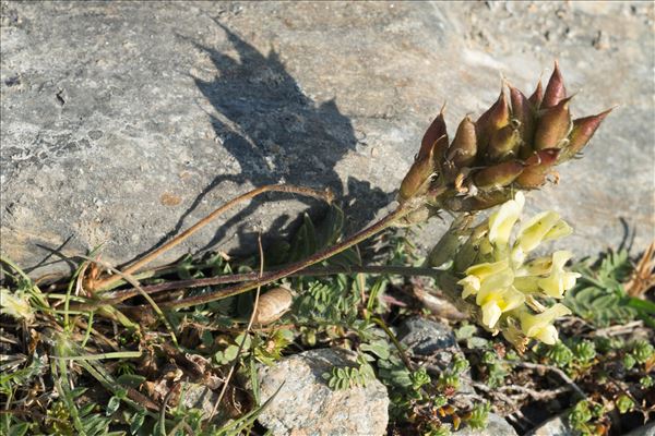 Oxytropis campestris (L.) DC.