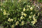 Oxytropis campestris (L.) DC.