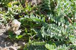 Oxytropis campestris (L.) DC.