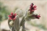 Pardoglossum cheirifolium (L.) Barbier & Mathez subsp. cheirifolium