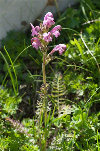 Pedicularis gyroflexa Vill.