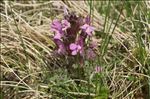 Pedicularis palustris L.