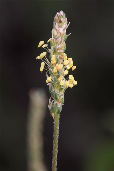 Plantago alpina L.