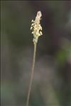 Plantago alpina L.