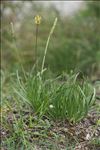 Plantago alpina L.