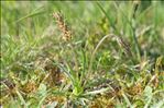 Plantago alpina L.