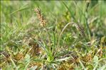 Plantago alpina L.