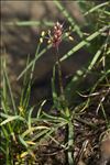 Plantago alpina L.