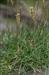 Plantago alpina L.