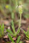 Plantago bellardii All.