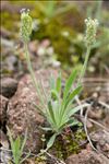 Plantago bellardii All.