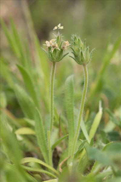 Plantago bellardii All.