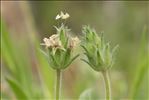 Plantago bellardii All.