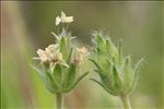 Plantago bellardii All.