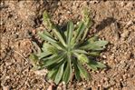 Plantago bellardii All.