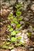 Alliaria petiolata (M.Bieb.) Cavara & Grande