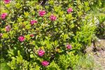 Rhododendron ferrugineum L.
