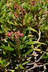Rhododendron ferrugineum L.
