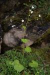 Saxifraga rotundifolia L.
