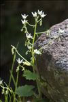 Saxifraga rotundifolia L.