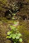 Saxifraga rotundifolia L. subsp. rotundifolia