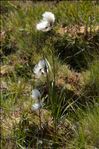 Eriophorum angustifolium Honck. subsp. angustifolium