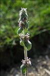 Stachys germanica subsp. salviifolia (Ten.) Gams