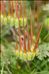 Erodium cicutarium subsp. dunense Andreas