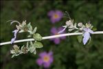 Teucrium fruticans L.