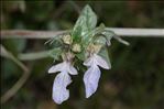 Teucrium fruticans L.