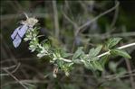 Teucrium fruticans L.