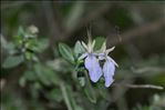 Teucrium fruticans L.
