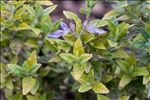 Teucrium fruticans L.