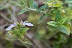 Teucrium fruticans L.