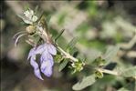 Teucrium fruticans L.