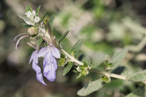 Teucrium fruticans L.