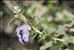 Teucrium fruticans L.