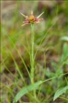 Tragopogon crocifolius L.