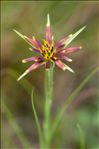 Tragopogon crocifolius L.