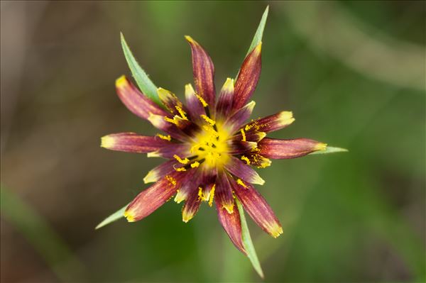 Tragopogon crocifolius L.