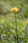 Trollius europaeus L.